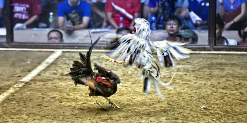 cwin666 ﻿đăng nhập lô đề uy tín