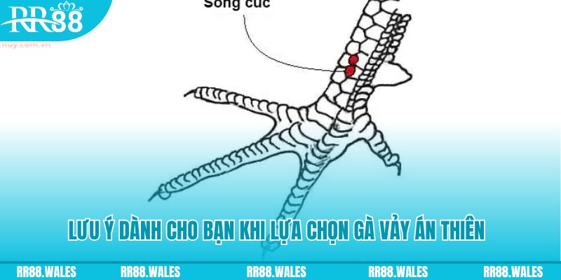 cwin666 xổ số khánh hòa