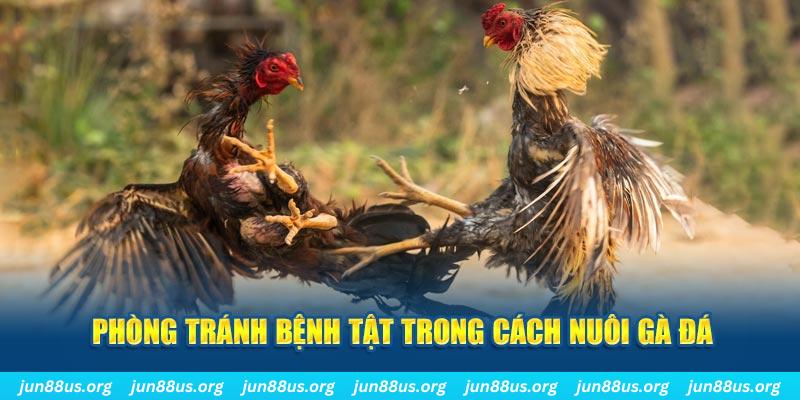 cwin666 natural” trong baccarat nghĩa là gì？